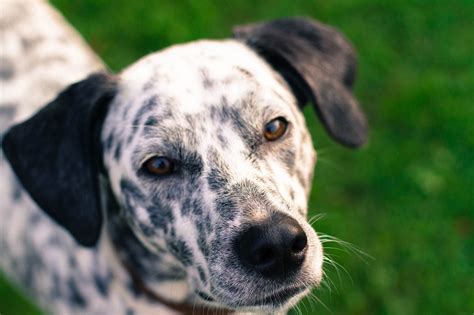 Beagle Mix Breeds - A Guide To the Different Crosses - Animal Corner