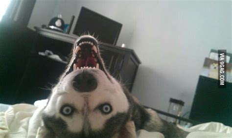 I think husky is the scariest dog ever - Animals | Scary dogs, Husky ...