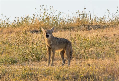 Coyote Howl Photograph by Marc Crumpler - Fine Art America