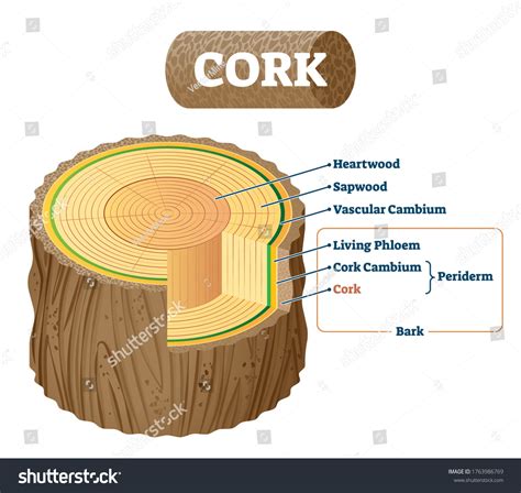 Cork Natural Material Cross Section Labeled Stock Vector (Royalty Free) 1763986769 | Shutterstock