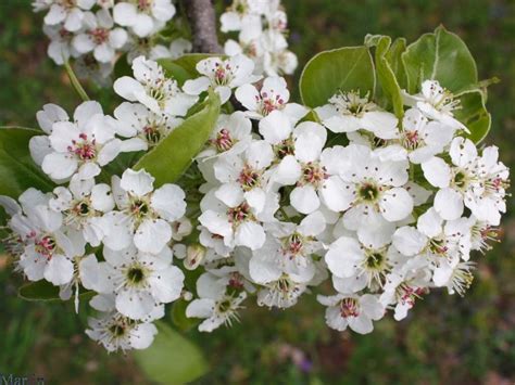 30 Bradford Pear, Pyrus calleryana, (Callery Pear) Tree Seeds (Fast, Fall Color) - Tree Seeds