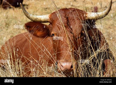 Bonsmara cow hi-res stock photography and images - Alamy