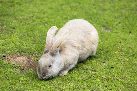 Rabbit Habitat - Pet Ponder