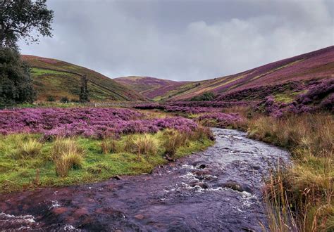 HEATHER FIELDS / HERIOT in 2022 | Landscape, Instagram, Natural landmarks