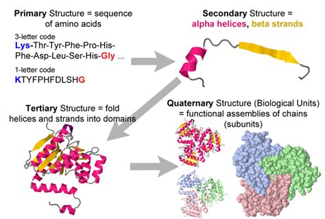 Four levels of protein structure - Proteopedia, life in 3D