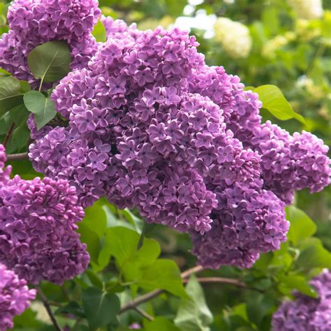 Common Lilac Tree Seeds – SEEDTOPIA