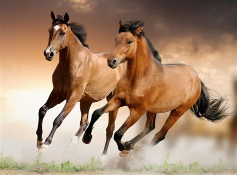 Running Horse Wallpapers - Top Free Running Horse Backgrounds ...