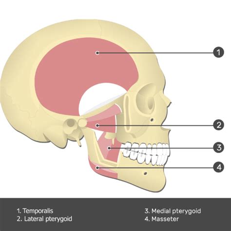 Lateral Pterygoid Muscle: attachements and function | GetBodySmart in ...