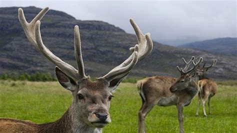 Does deer antler spray work? | Fox News