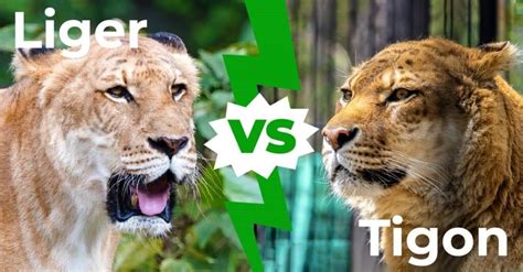 Liger vs Tigon: 6 Key Differences Explained - A-Z Animals