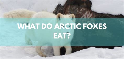 What Do Arctic Foxes Eat? - ArcticLook