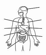 Human Body Systems Coloring Pages At GetDrawings  Free Download sketch template