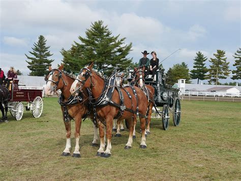 Draft Horses - Show