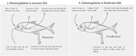 Osmoregulation in a cell definition and examples in biology