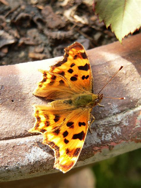 Comma Butterfly 3 Free Stock Photo - Public Domain Pictures