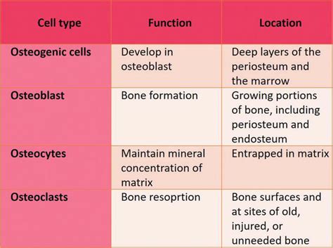 Bone Development and Growth | IntechOpen