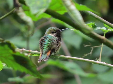 On the road: More small hummingbirds