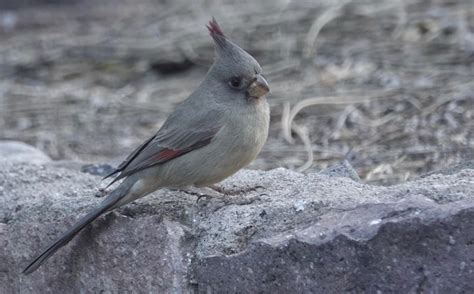 Pyrrhuloxia | The Black Range