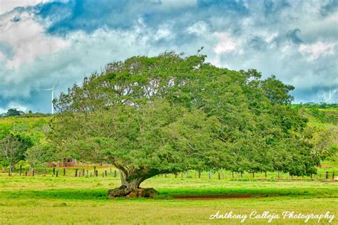 Hawaii Trees | Anthony Calleja Photography