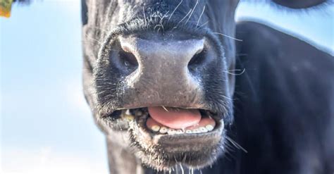 Cow Teeth: Do Cows Have Upper Teeth? - A-Z Animals