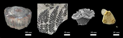 Fossils by Plant Group - Sam Noble Museum