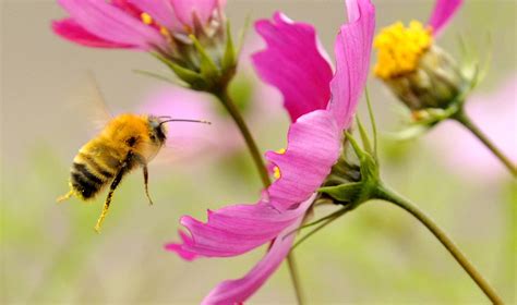 Killer Bee Attack: Science Explains Man's Death | Weather.com