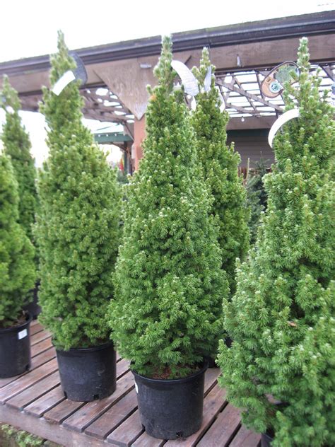 Dwarf Alberta Spruce Aka Picea Conica Live Plant Christmas Tree Fit 5 Gallon Pot - Trees