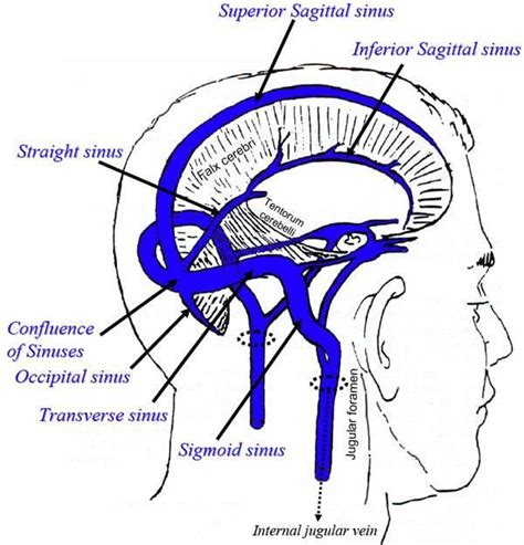 Image result for sigmoid sinus | Anatomy and physiology, Brain issues, Medical anatomy