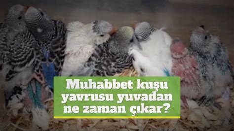 Muhabbet kuşu yavrusu yuvadan ne zaman çıkar? Kaç günde büyür? Ne zaman anneden ayrılır?