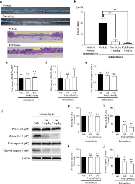 Preventive effects of colchicine treatment on indomethacin-induced ...