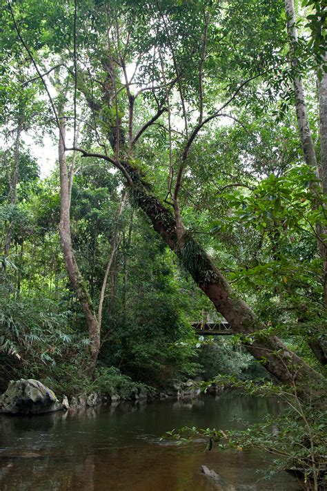 Taman-Negara-(2) – Chris Hill Wildlife Photography