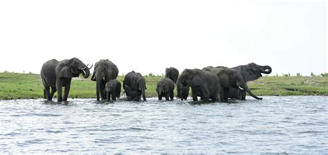 Chobe River Safaris | Botswana Safari Company