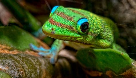 Gold Dust Day Gecko Care Sheet - SnakeTracks.com