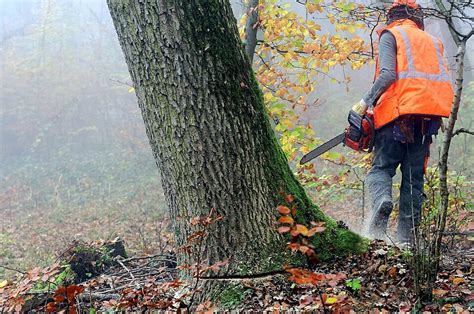 Lumberjack Logger Chainsaw Work Photo Background And Picture For Free Download - Pngtree