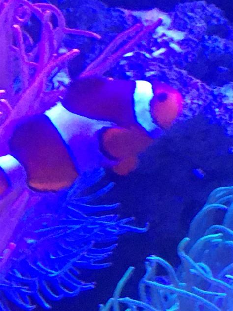 I found Nemo guys : r/memes