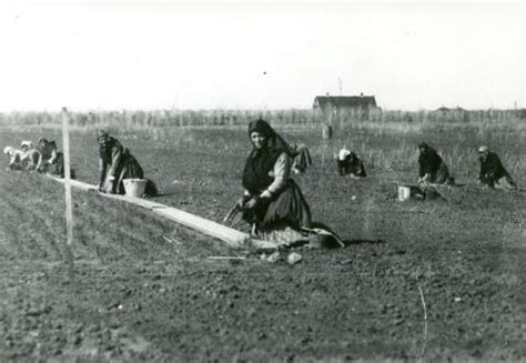 Transplanting conifers - Dibbling in 2 year old seedlings 1910 - MemorySask