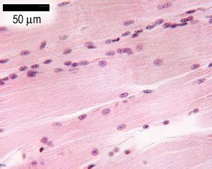 Muscle: The Histology Guide