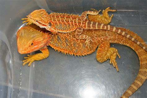 20+ Different Types of Bearded Dragons with Colors, Species and Pictures | Bearded dragon, Baby ...