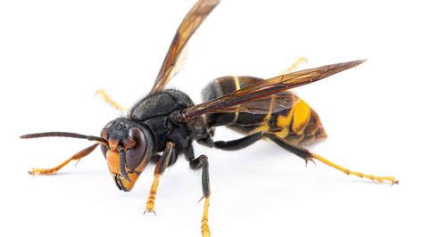 An Invasive and Dangerous Hornet Just Spotted In the United States For the First Time Ever - A-Z ...