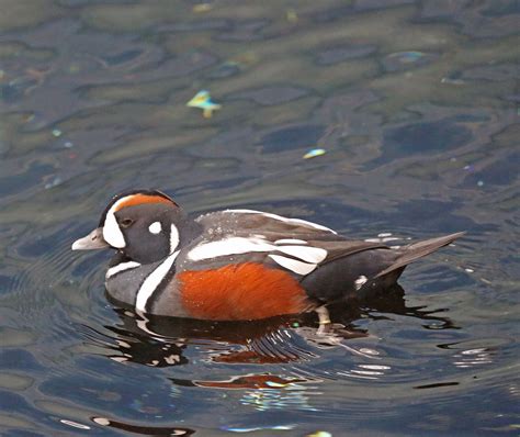 Pictures and information on Harlequin Duck