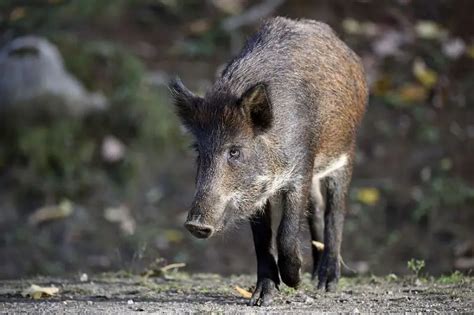 Wild Boar - Facts, Diet, Habitat & Pictures on Animalia.bio