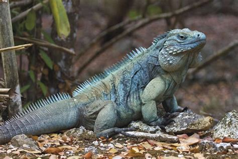 Grand Cayman Blue Iguana | reptile conservation