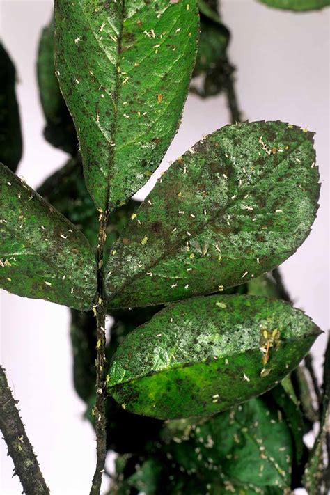 How to Treat Sooty Mold on Camellia Plants | Gardener’s Path