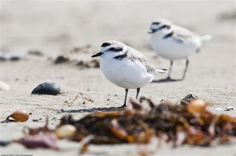 Protecting the Western Snowy Plover | Audubon California