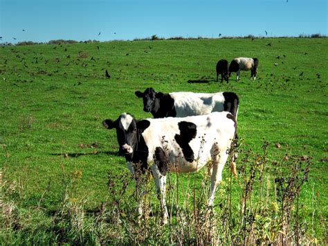 Free Images : grass, field, farm, meadow, prairie, herd, pasture, grazing, agriculture, fauna ...