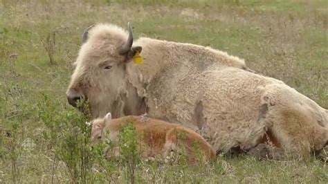 Rare white bison calf draws visitors to western Manitoba First Nation ...