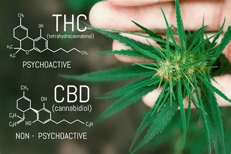 CBD Enhances THC Effects, According to Recent Study - Delta 8