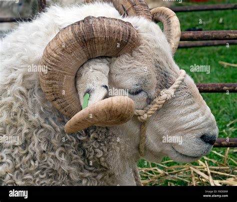 Ram sheep horns hi-res stock photography and images - Alamy