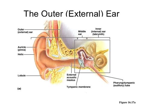 Outer Ear & Diseases Related To It - Denoc