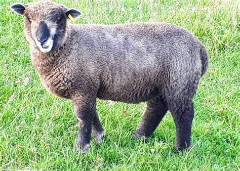 Coloured Ryeland Sheep For Sale | SellMyLivestock - The Online ...